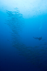 Naklejka na ściany i meble Scuba Diving and Schooling Fish, Galapagos Islands, Ecuador
