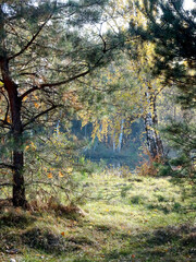 lake with reflections among autumn trees, selective focus