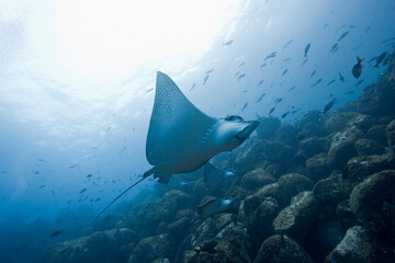 Spotted Eagle Rays, Galapagos Islands, Ecuador