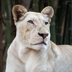 Young white lioness close up portrait in a zoo environment