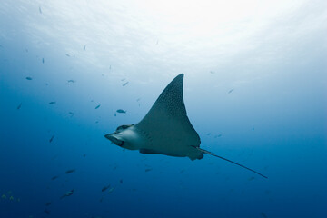 Spotted Eagle Rays, Galapagos Islands, Ecuador