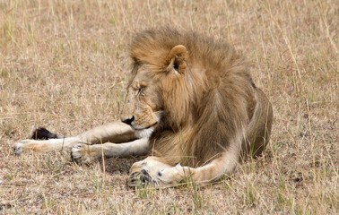 A Male Lion  (panthers leo) resting in the Serengeti, Tanzania.