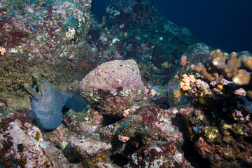 Fototapeta na wymiar Spotted Moray Eel, Galapagos Islands, Ecuador