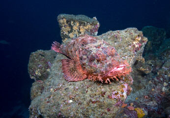 Scorpionfish, Galapagos Islands, Ecuador