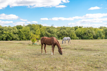 Horses grazing in the field