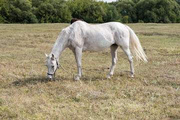 Obraz na płótnie Canvas Horses grazing in the field