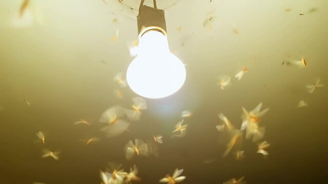 Insect flying around the lamp. Full HD monochrome video abstract footage with noise and grain filter