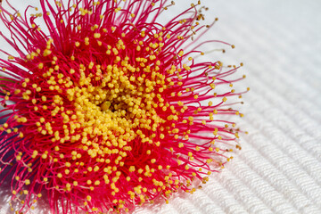 A red and yellow Silver Princess flower, Australian wildflowers.