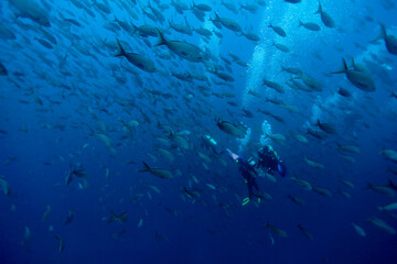 Scuba Divers and Schooling Fish, Galapagos Islands, Ecuador