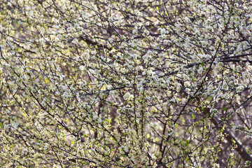 background texture of the white branches of the blossomed plum