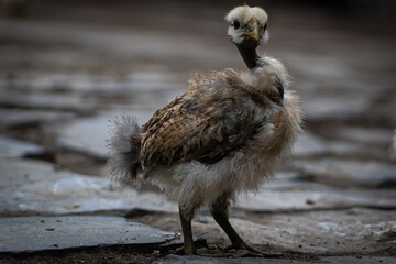Pollo Bebe