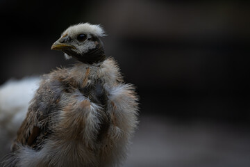 Pollo Emplumado