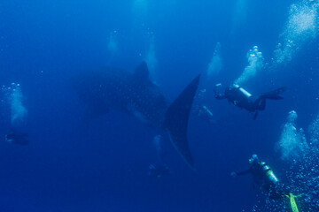 Fototapeta na wymiar Scuba Divers Pursue Whale Shark, Galapagos Islands, Ecuador