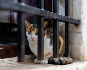 Young street cat hidding in a house window. City of Kotor, known as the cat city in Montenegro.