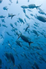 Schooling Fish, Galapagos Islands, Ecuador