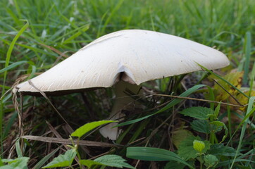 mushroom in the grass