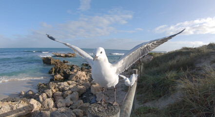 A seagull on a post beside the sea, Western Australia