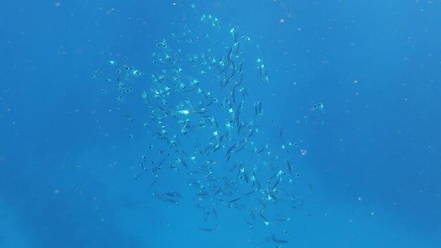 School of Indian mackerel (Rastrelliger kanagurta) feeding in Red Sea, Egypt