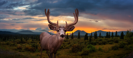 A male Deer in Canadian Nature during colorful Fall Season. Dramatic Sunset Composite. Yukon, Canada.