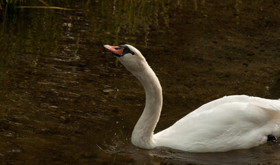 samotny biały łabędź na tle ciemnej pomarszczonej tafli jeziora © Radek