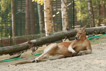 kangur australijski odpoczywający w upalny dzień w ludzkiej pozie