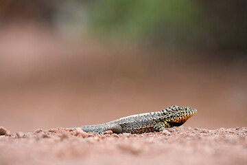 Lava Lizard, Galapagos Islands, Ecuador