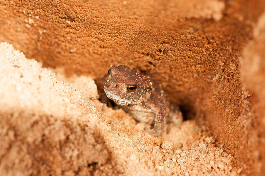 Ropucha szara, ropucha zwyczajna (Bufo bufo) zakopana w ż&oacute;łtym piasku