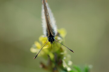 motyl z bliska z złożonymi razem skrzydłami, widok z przodu, czułki, głowa, na rozmytym tle
