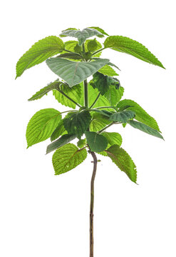 Sesame Plant Isolated On White Background