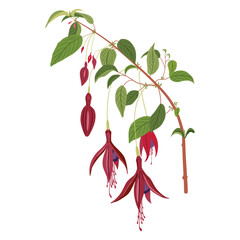 Branch of fuchsia flower. Isolated vector illustration. © Olena