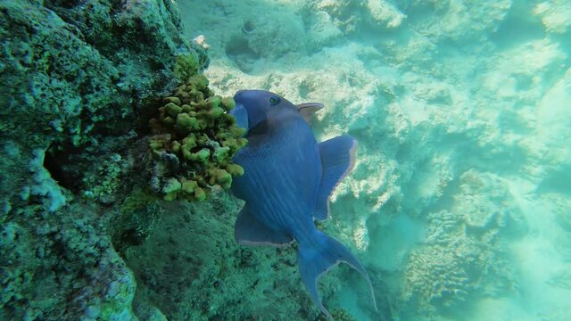 Blue Triggerfish on coral reef of the Red Sea in Egypt. Pseudobalistes Fuscus, Rippled Triggerfish, Redtooth Triggerfish, Odonus Niger, 4k