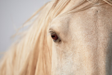 Close up of the eye of a young horse