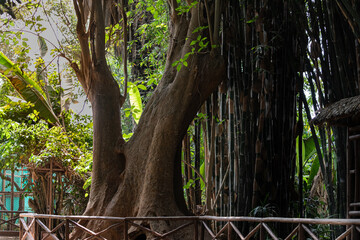 Árbol Gigante