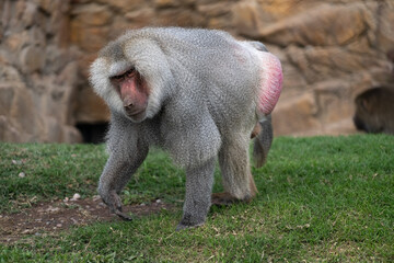 Mono Mandril