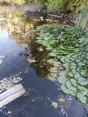 pond with lilies