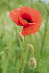 Red poppy blossoms on a poppy field on a sunny summer day