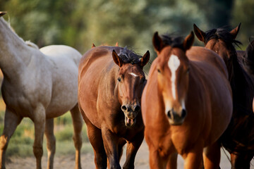 Fototapeta na wymiar Rear View of Herd of Young Horses