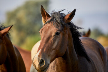 Obraz premium Young Horse looking at the camera