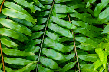 closeup nature view of green leaf background. Flat lay, dark nature concept, tropical leaf