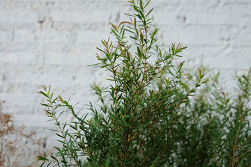 Obraz premium Tropical green leaves on a white concrete background, nature summer forest plant concept