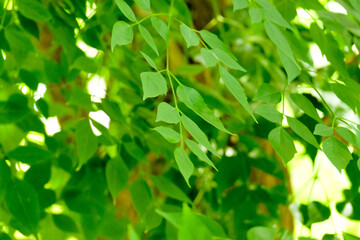 Fototapeta na wymiar closeup nature view of green leaf background. Flat lay, dark nature concept, tropical leaf