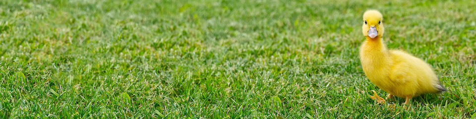 Small newborn ducklings walking on backyard on green grass. Yellow cute duckling running on meadow field in sunny day. Banner or panoramic shot with duck chick on grass.