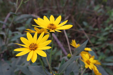 Bright yellow Sunchoke flowers on display in the late summer
