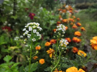 red and yellow flowers