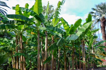 banana fiels