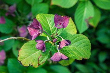 pink flowers