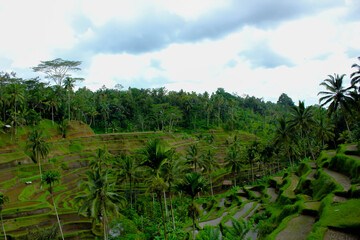 Fototapeta na wymiar Rice fields in Bali are indeed a special attraction, especially in the Ubud area, many tourists come here just to see this unique rice field.