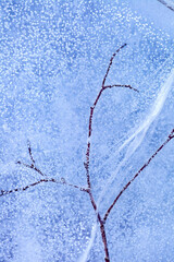 Detailed macro photo of Frozen wood branch and water bubbles in ice of deep lake in cold winter. Nature background.