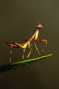Macro photograph of a small Praying Mantis on blured background