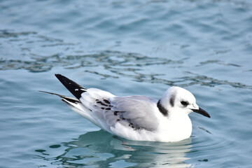 Black-legged kittiwake in the Seward, Alaska, harbor